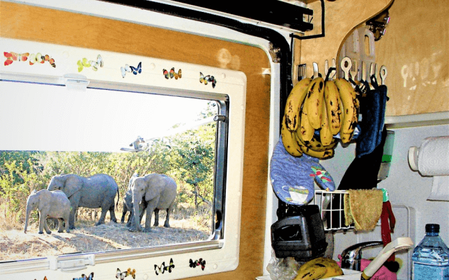 Viewing An Elephant Inside A Van Through Window